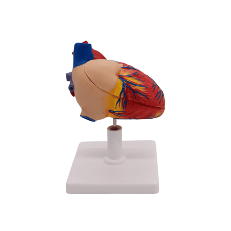 Набор моделей «Сердце позвоночных» (7 моделей)